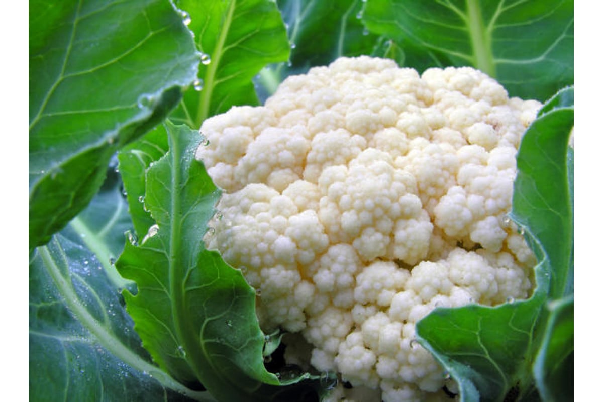 Jak připravit pyré z květáku: recept z 5 ingrediencí, které stojí za to zařadit do svého jídelníčku.