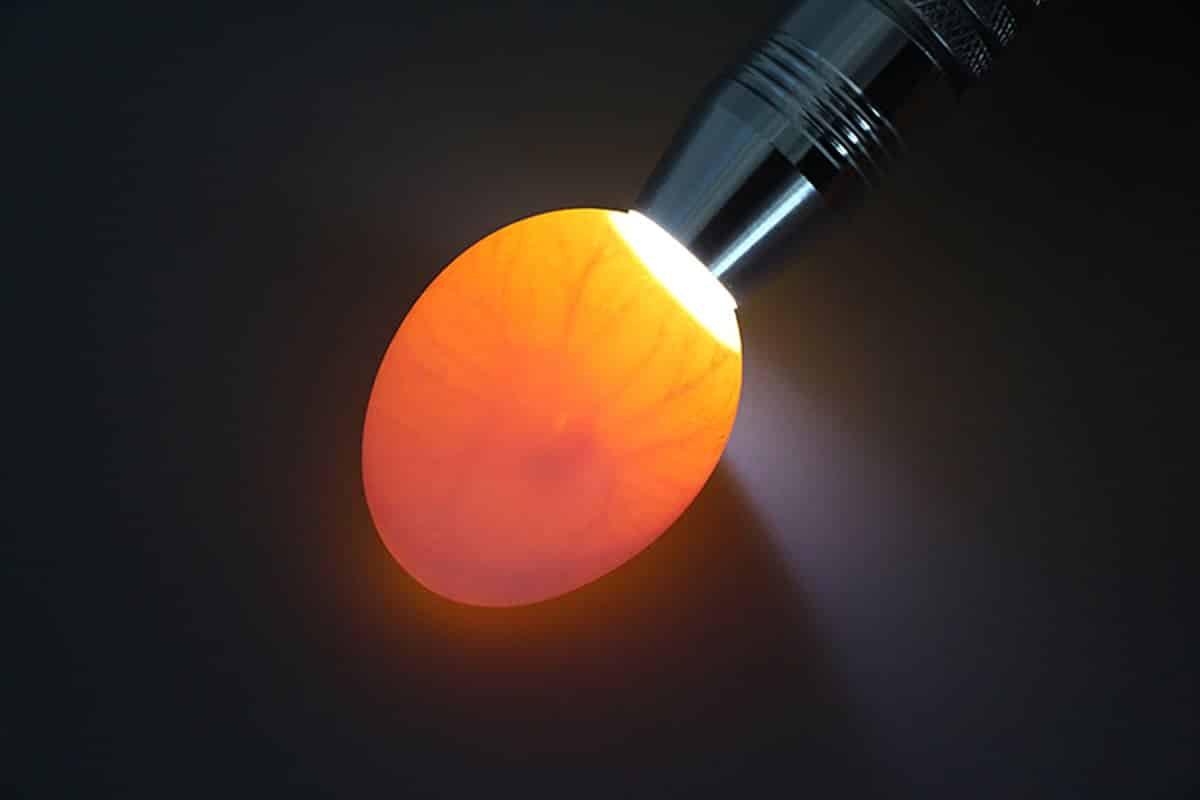 Neobvyklý způsob kontroly čerstvosti vajec. Budete potřebovat... baterku.