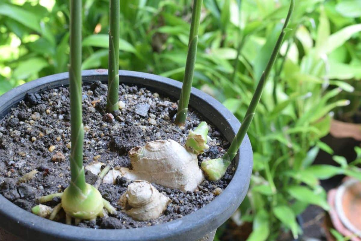 Pěstování zázvoru v květináči. Jak snadno vypěstovat superkořenovou zeleninu?