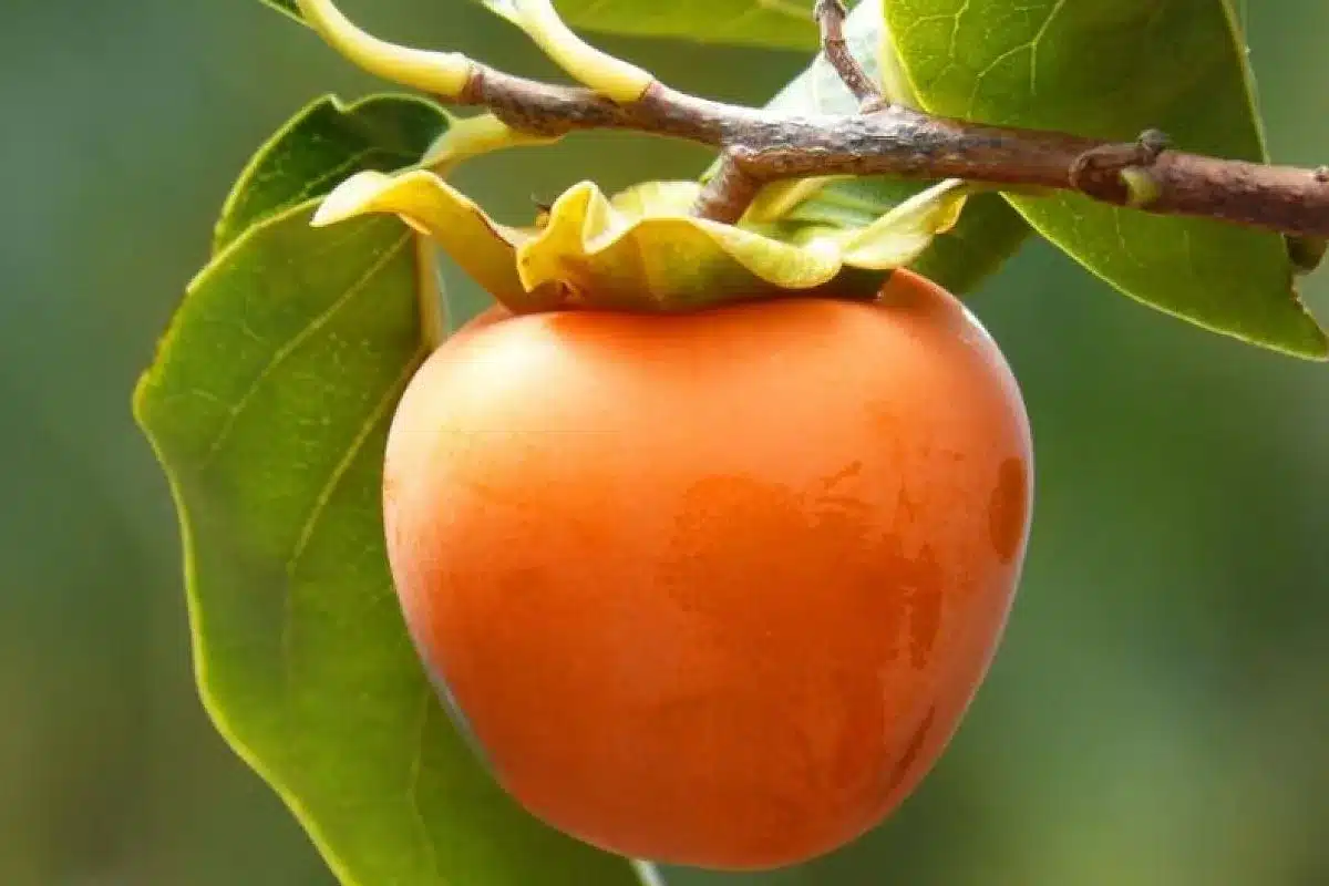 Sladké zimní ovoce, které podporuje zdraví střev, srdce a mozku. Má pouze 70 kalorií.