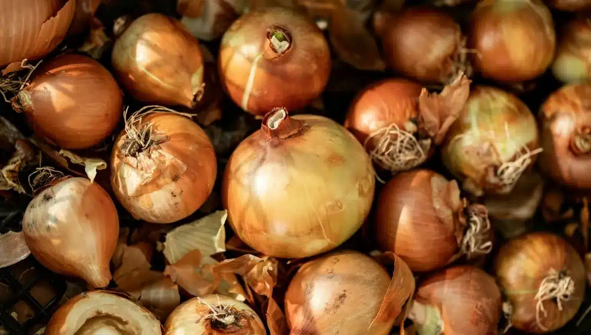 Tření cibule o gril: k čemu to slouží a jaké to má výhody.