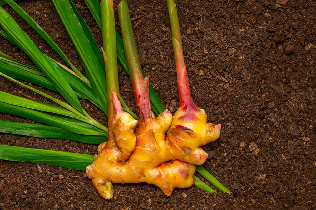 Zázvor: vlastnosti, přínosy, účinky.