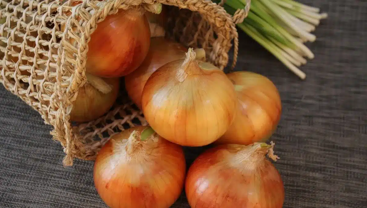 Jak správně skladovat cibuli doma, aby nevyschla a nezkazila se.